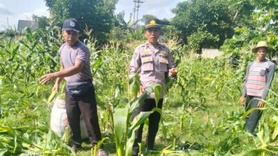 Sinergi Polri dan Petani, Panen Jagung Bersama di Bagik Polak