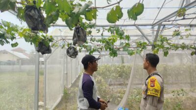 Ketahanan Pangan: Kisah Sukses Warga Lombok Barat Manfaatkan Pekarangan