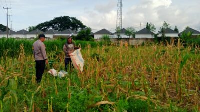 Panen Usai, Polisi Ajak Petani Tanam Lagi di Labuapi, Semangat Baru!