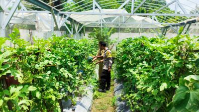 P2B di Labuapi, Warga Panen Sayur dan Buah di Pekarangan