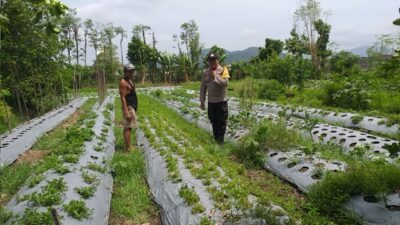 Dukung Ketahanan Pangan, Warga Jagaraga Mulai Bertani di Rumah