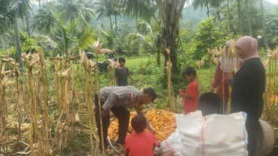 Sinergi Polri dan Petani: Bhabinkamtibmas Kawal Panen Jagung di Lombok Barat