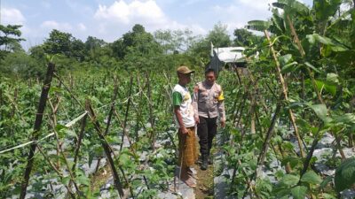 Pemanfaatan Lahan Kosong, Solusi Ketahanan Pangan di Lombok Barat