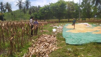 Bhabinkamtibmas Hadir di Ladang Jagung, Petani Merasa Didukung