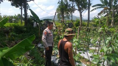 Polsek Kuripan Dorong Ketahanan Pangan, Warga Antusias!