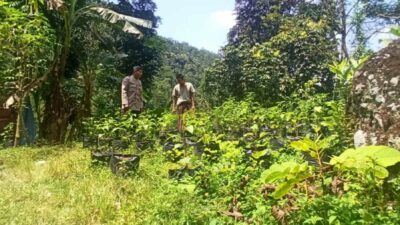 Polisi Bantu Warga Tanam Sayur, Ketahanan Pangan Meningkat