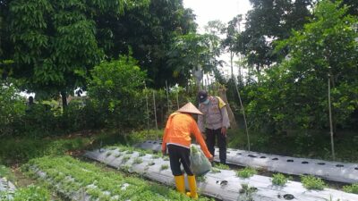 Warga Jagaraga Semangat Tanam, Berkat Dorongan Polisi