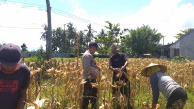 Sinergi Polri dan Petani: Bhabinkamtibmas Desa Kuripan Timur Bantu Panen Jagung Hibrida