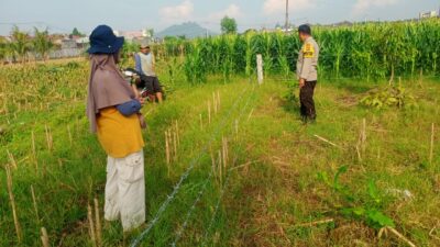 Bhabinkamtibmas Labuapi Aktif Dorong Ketahanan Pangan di Desa Karang Bongkot