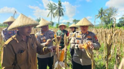 Kapolres Lombok Barat Hadiri Panen Raya Jagung, Sinergi Polri dan Petani Jaga Ketahanan Pangan
