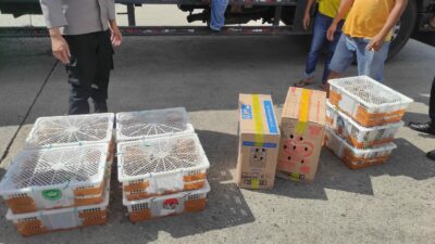 Truk Bermuatan Burung Tanpa Izin Dicegat Menuju Bali di Lombok Barat