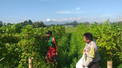 Polsek Kuripan Dukung Ketahanan Pangan Nasional, Bhabinkamtibmas Jalin Sinergi dengan Warga