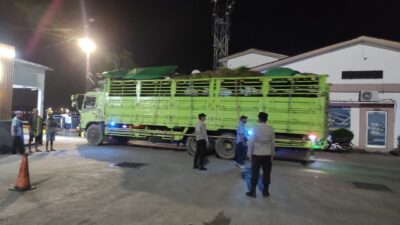 Pengamanan Ketat Pemuatan Truk Ternak Sapi di Pelabuhan Lembar