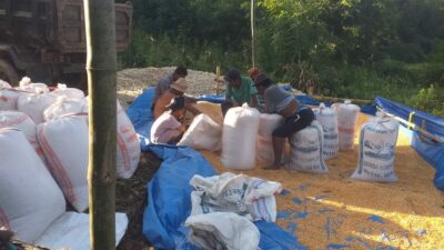 Dukungan Polri Terhadap Petani: Bhabinkamtibmas Monitoring Panen Jagung di Lombok Barat