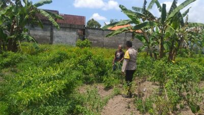 Ketahanan Pangan Keluarga: Upaya Nyata dari Desa Jagaraga