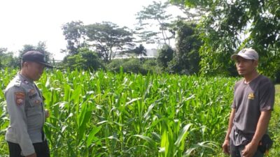 Bhabinkamtibmas Jagaraga dan Petugas PPL Cek Langsung Kondisi Pertanian Jagung di Kuripan