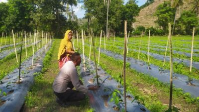 DDS Bhabinkamtibmas Dorong Produksi Cabai dan Keamanan Desa