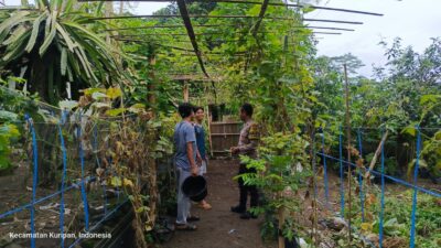 Lombok Barat, NTB – Kepolisian Sektor Kuripan, melalui personel Bhabinkamtibmasnya, terus menunjukkan komitmen dalam mendekatkan diri dengan masyarakat sekaligus mendukung program-program strategis pemerintah hingga ke tingkat akar rumput. Salah satu wujud nyata dari upaya ini terlihat pada Rabu (14/05/2025), ketika Bhabinkamtibmas Desa Kuripan Utara melaksanakan kunjungan dan silaturahmi di Dusun Pesongoran. Fokus utama kunjungan kali ini adalah menyambangi Komunitas Pemuda Peduli Lingkungan yang berlokasi di dusun tersebut. Pertemuan yang berlangsung santai namun penuh makna ini dimulai sekitar pukul 09.30 WITA dan dihadiri oleh sejumlah perwakilan pemuda anggota komunitas. Meningkatkan Sinergi dan Kesadaran Pangan Lokal Kegiatan yang diinisiasi oleh Bhabinkamtibmas Desa Kuripan Utara ini bertujuan ganda: pertama, mempererat jalinan silaturahmi dan komunikasi yang sudah terjalin baik antara pihak kepolisian dengan warga binaan, khususnya komunitas pemuda. Kedua, dan tak kalah pentingnya, adalah mensosialisasikan serta mendorong partisipasi aktif komunitas dalam program ketahanan pangan nasional, dengan fokus pada skala rumah tangga dan komunitas. Di tengah tantangan global terkait ketersediaan pangan, inisiatif di tingkat lokal seperti yang digaungkan oleh Bhabinkamtibmas ini menjadi sangat relevan. Konsep ketahanan pangan yang disampaikan merujuk pada kemandirian dalam memenuhi kebutuhan pangan keluarga atau komunitas, salah satunya melalui pemanfaatan lahan pekarangan kosong yang kerap kali belum termanfaatkan secara optimal. Pentingnya Peran Pemuda dan Pemanfaatan Pekarangan Memilih Komunitas Pemuda Peduli Lingkungan sebagai sasaran sosialisasi bukanlah tanpa alasan. Kaum muda memiliki energi, kreativitas, dan potensi besar sebagai agen perubahan di masyarakat. Keterlibatan mereka dalam program ketahanan pangan diharapkan dapat menjadi penggerak dan contoh bagi warga lainnya, sekaligus menumbuhkan kesadaran akan pentingnya kemandirian pangan dari usia dini. Dalam dialog yang interaktif, Bhabinkamtibmas menjelaskan betapa mudahnya memulai program ketahanan pangan mandiri. Dengan menanam sayuran atau tanaman pangan lainnya di pekarangan kosong, warga dapat menghasilkan sumber pangan yang sehat, segar, dan tentunya menghemat biaya belanja. Selain itu, kegiatan berkebun juga bisa menjadi hobi positif yang produktif bagi para pemuda. Berbagai jenis sayuran yang cocok ditanam di pekarangan, seperti cabai, tomat, terong, bayam, atau kangkung, dibahas sebagai contoh konkret. Dukungan Penuh dari Pihak Kepolisian Sektor Kuripan Menanggapi kegiatan positif ini, Kapolres Lombok Barat, Polda NTB, AKBP Yasmara Harahap, S.I.K., melalui Kapolsek Kuripan, Polres Lombok Barat, Ipda I Wayan Eka Ariyana, S.H., menyampaikan apresiasinya. Menekankan bahwa kegiatan seperti ini merupakan bagian integral dari tugas kepolisian, khususnya Bhabinkamtibmas, dalam melakukan pembinaan masyarakat. "Kegiatan ini sangat positif. Kami dari Kepolisian, khususnya Bhabinkamtibmas, memiliki peran strategis dalam membina masyarakat hingga ke tingkat dusun. Program ketahanan pangan ini bukan hanya soal menanam, tapi juga membangun kemandirian masyarakat," ujar Ipda I Wayan Eka Ariyana. Kapolsek menambahkan, bahwa mengapresiasi partisipasi aktif komunitas pemuda di Kuripan Utara ini. “Mereka adalah aset penting dalam mewujudkan lingkungan yang lestari sekaligus mendukung ketahanan pangan lokal. Sinergi antara Polri dan masyarakat, terutama generasi muda, sangat krusial untuk menjaga stabilitas dan kesejahteraan,” ujarnya.
