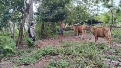 Monitoring Peternakan dan Ketahanan Pangan, Inisiatif Polsek Batulayar