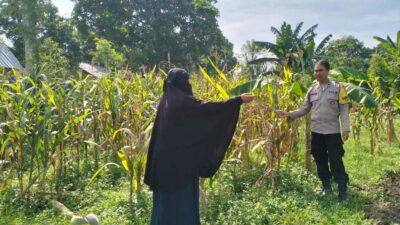 Polres Lombok Barat Dorong Produktivitas Jagung Lewat Pendampingan Petani
