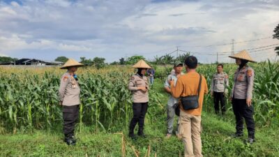 Polisi dan Petani Bersinergi: Kawal Panen Jagung Lombok Barat
