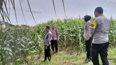 Polres Lombok Barat Tinjau Lokasi Panen Raya Jagung, Persiapan Jelang 2 Juni
