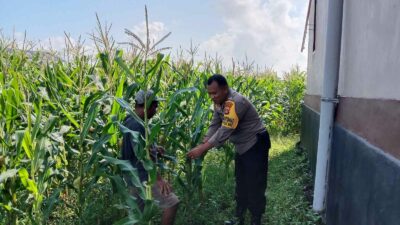 Optimalisasi Lahan Kosong Desa Bagik Polak Barat untuk Ketahanan Pangan