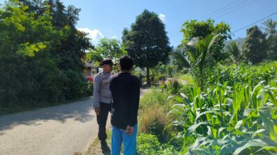 Bhabinkamtibmas Dampingi Petani Jagung di Mareje Timur, Lembar