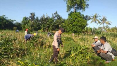 Bhabinkamtibmas Desa Jagaraga Aktif Dorong Ketahanan Pangan Lokal