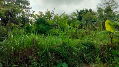 Bhabinkamtibmas Desa Kedaro Dorong Warga Manfaatkan Pekarangan untuk Ketahanan Pangan