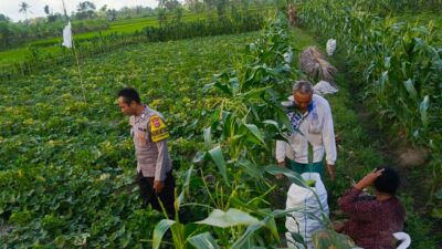 Bhabinkamtibmas Kuripan Utara Dukung Ketahanan Pangan Lokal