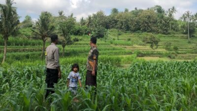 Bhabinkamtibmas Mareje Dukung Petani Jagung di Lembar