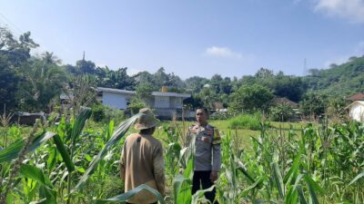 Kunjungan Humanis Bhabinkamtibmas ke Petani Jagung di Sekotong Timur