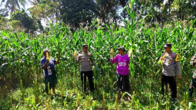 Dukung Ketahanan Pangan, Polri Hadir dalam Panen Raya Jagung NTB