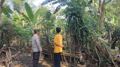 Pekarangan Bergizi Jadi Solusi Ketahanan Pangan di Desa Montong Are