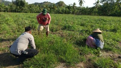 Pemanfaatan Lahan Pekarangan Didorong Bhabinkamtibmas Sekotong Barat