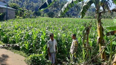 Polisi Sambangi Petani Jagung di Sekotong Timur, Dukung Ketahanan Pangan