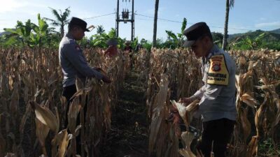 Polsek Gerung Aktif Dukung Rantai Pasok Pertanian