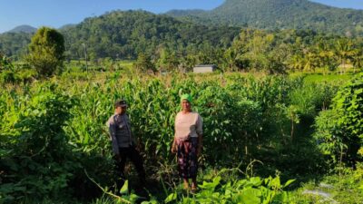 Polsek Lembar Dampingi Warga Mareje Timur Atur Tanam Jagung