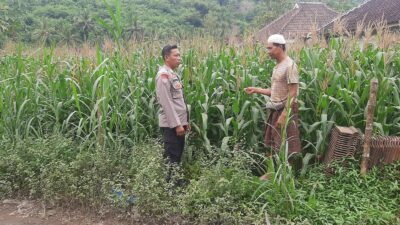 Polsek Lembar Dorong Produktivitas Jagung di Lombok Barat