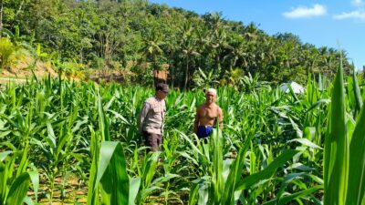 Sinergi Polri-Petani, Pengecekan Lahan Jagung di Mareje Timur
