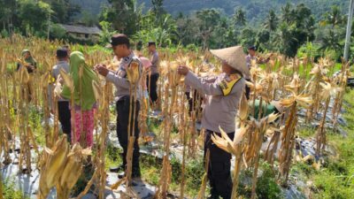 Panen Raya Jagung di Lombok Barat: Sinergi Petani dan Polri