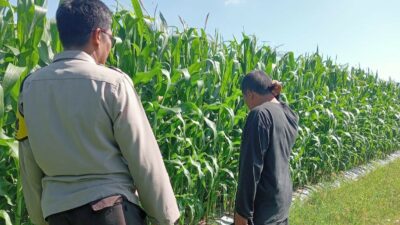 Polsek Lembar Dampingi Petani Jagung di Gunung Gundil