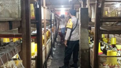 Bhabinkamtibmas Ombe Baru Dorong Ketahanan Pangan Lewat Kunjungan ke Peternak Ayam
