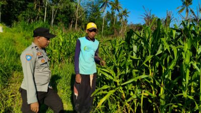pertanian, polisi, jagung, Mareje, Lembar, pangan, petani, desa, keamanan, panen