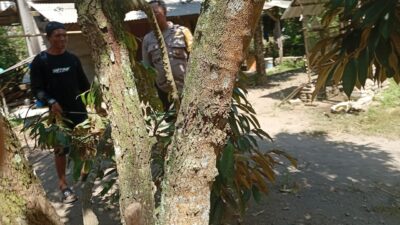 Ketahanan Pangan Desa Merembu Didorong Lewat Jalan Usaha Tani Baru