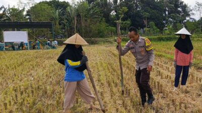 Ketahanan Pangan Dimulai dari Desa, Polsek Kuripan Dampingi Petani Jagung di Iting Langgem
