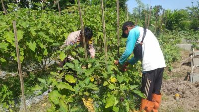 Ketahanan Pangan Diperkuat, Bhabinkamtibmas Gandeng Petani Jagaraga