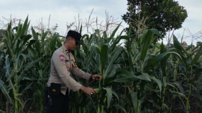 Peran Aktif Bhabinkamtibmas Labuapi Dukung Ketahanan Pangan Lokal