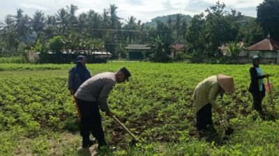 Sinergi Polisi-Warga Kuripan, Ketahanan Pangan Dimulai dari Pekarangan